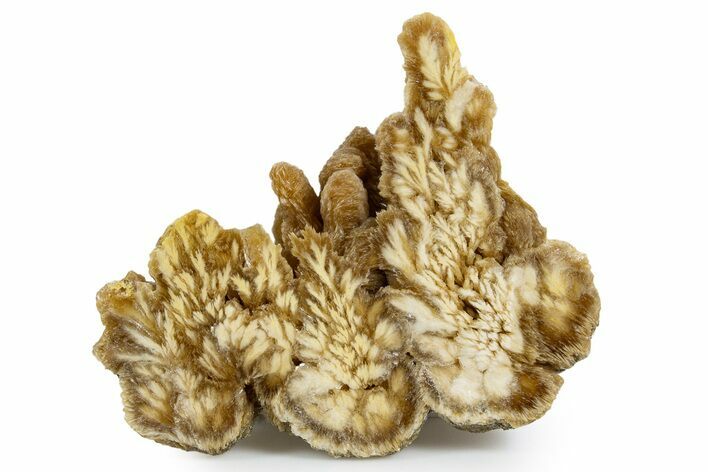 Polished Barite With Pyrite - Lubin Mine, Poland #346199